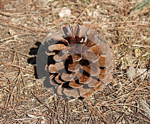 Single open pine cone on woodland floor