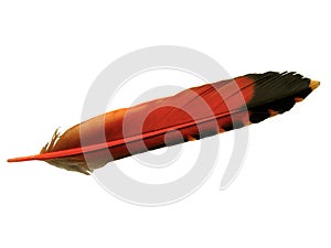 Single orange and black feather of flicker bird