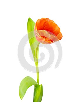 A single orange blooming tulip