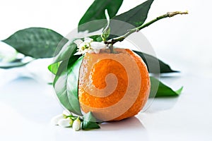 Single orange with blossoms and leaves