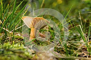Single orange camelina mushroom grows in grass