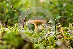 Single orange camelina mushroom grows from moss