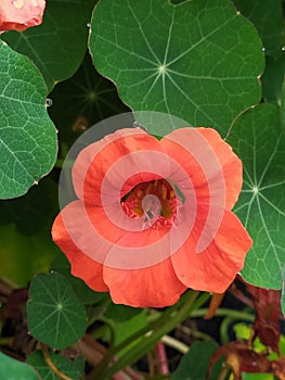 A single orange capusin flower freshly watered. Un detalle de una flor de capusin anaranjada reciÃÂ©n regada. photo