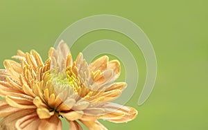 Single Orange Chrysanthemum Flower on Green Background