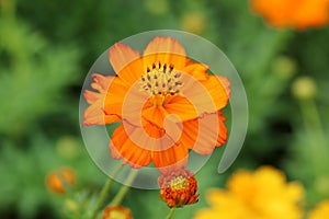 Single orange cosmos flower