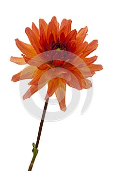 Single orange dahlia.