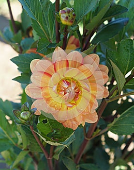 Single Orange dahlia blossom in garden `Graceland ` variety