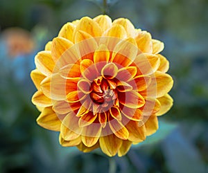 Single orange Dahlia flower with bokeh background