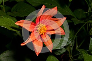 Single orange Dahlia flower closeup