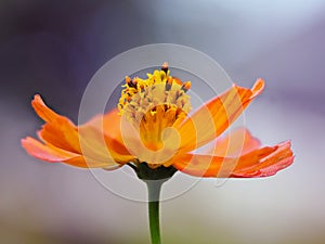 A single orange flower on bokeh background