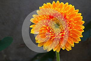 Single orange gerbera flower on background