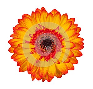 Single orange gerbera flower isolated on white background