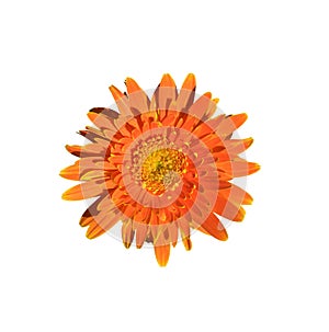 Single orange gerbera flower isolated on white background