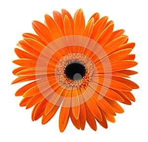 Single orange gerbera isolated on white background