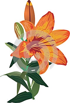 Single orange lily flower on white