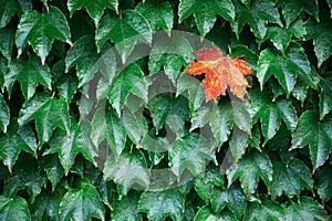 Single orange maple leaf in green leaves wall