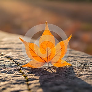 Single Orange Maple Leaf on a Stone Surface
