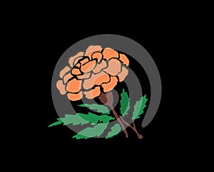 Single orange marigold flower illustration