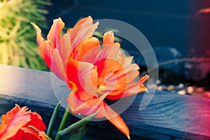 Single orange parrot tulip with water drops and light leaks background