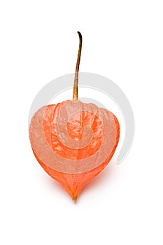 Single orange physalis