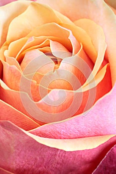 Single orange and pink rose