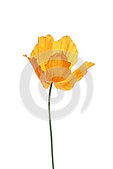 Single orange poppy on white background
