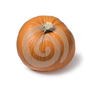 Single orange  pumpkin