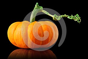 Single orange pumpkin on black