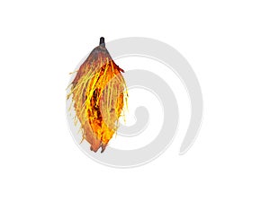 Single Orange Ripe palm seed showing its hairy skin isolated on white background.