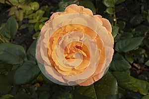 Single orange rose growing on a bush with green leaves