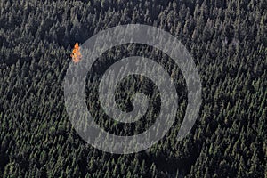 Single orange tree in green forest