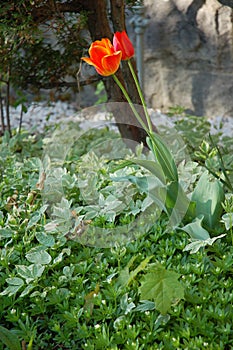 Single Orange Tulip.