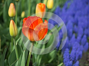 Orange tulip with Grape Hyacinth in the background