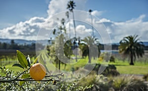 Single Orange on Vine with California Vineyard in Background