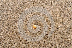 Single orange and white seashell on a sandy beach