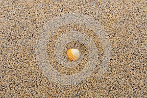 Single orange and white seashell on a sandy beach