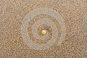 Single orange and white seashell on a sandy beach