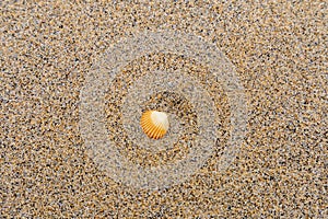 Single orange and white seashell on a sandy beach