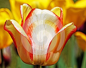 Single orange and white  tulip in Spring sunshine