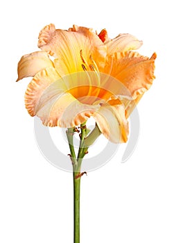 Single orange and yellow flower of a daylily isolated