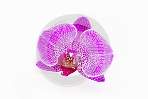 Single orchid flower isolated on white background close up