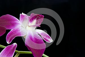 Single Orchid Over Black