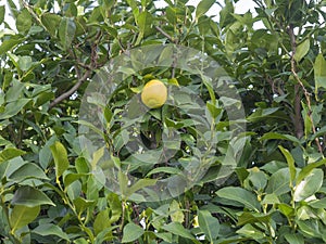 Single Organic yellow ripe lemon fruit on the tree