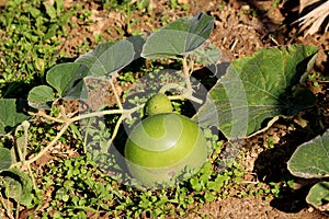 Single Ornamental gourd plant vine with large dark green leaves and flower buds surrounding light green gourd in home garden