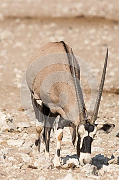 Single Oryx Gazella (Gemsbok) at articicial waterhole