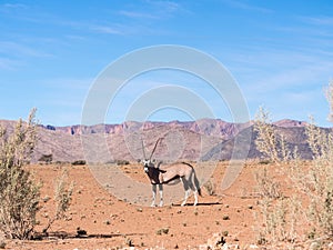 Single oryx gazelle (gemsbok) in Namibia