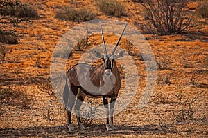 Single Oryx in Kgalagadi Trans Frontier Park 4521