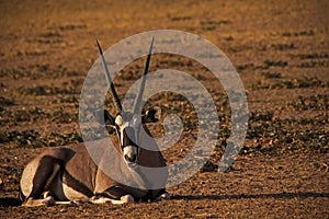 Single Oryx in Kgalagadi Trans Frontier Park 4614