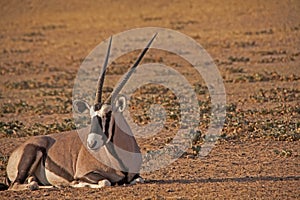 Single Oryx in Kgalagadi Trans Frontier Park 4615
