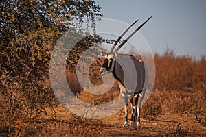 Single Oryx in Kgalagadi Trans Frontier Park 4645